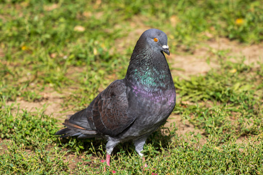 A pigeon is standing on the grass photo