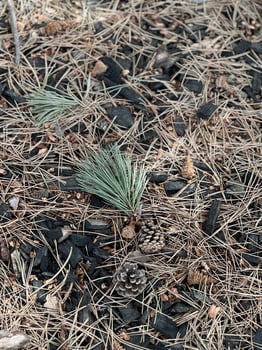 A pine tree and some rocks in the ground photo
