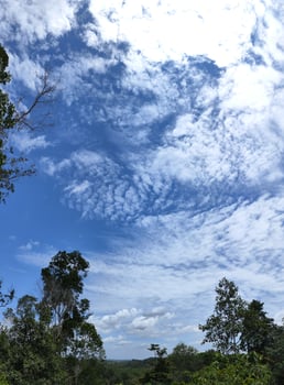 A view of a forest with a few trees and a sky photo