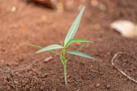 small plants that have just grown in a garden during the summer. small plants with new green leaves that have just grown photo