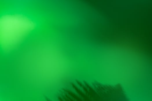 Minimal green abstract background with plant shadow photo