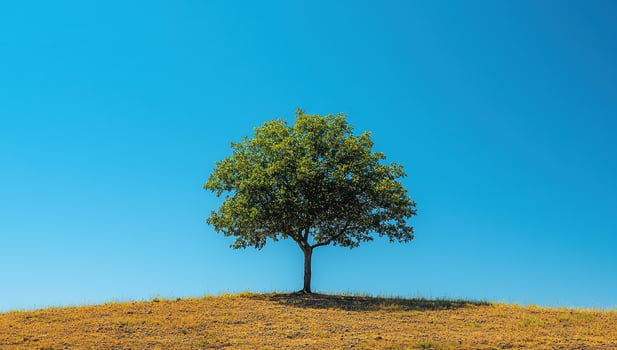 Lone Tree on a Hill, Concept of resilience, solitude, and nature's beauty. photo