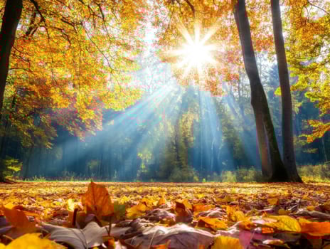 Sunlight Shining Through Trees in a Forest with Fallen Autumn Leaves photo