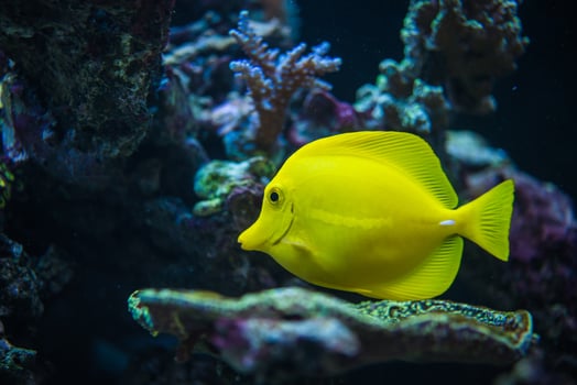 Bright Yellow Fish Swimming Near Coral in a Vibrant Underwater Ecosystem During Daylight photo