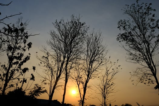 twilight and deciduous teak trees. teak tree shadows form a black silhouette. photo