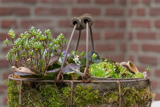 A basket with plants and moss on a table photo
