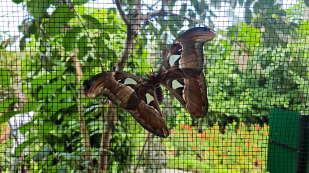Atlas Moth with Vibrant Brown and White Wings Resting on Mesh Netting in a Tropical Garden with Green Foliage Background photo