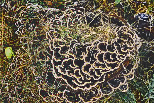 Forest beauty. Trametes ochracea mushrooms on an old stump photo