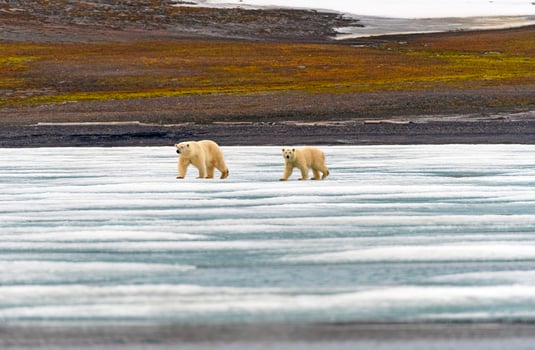 Polar Bear Cub Following Mama on the Ice photo
