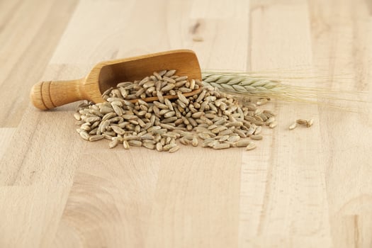 Rye grains and stalks for natural food and agriculture background photo