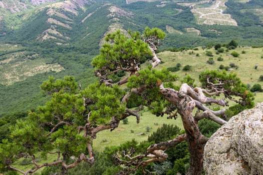 Crooked mountain pine, tree growing on a steep cliff. Mountain landscape photo