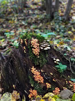 Autumn mushrooms growing on a tree trunk photo