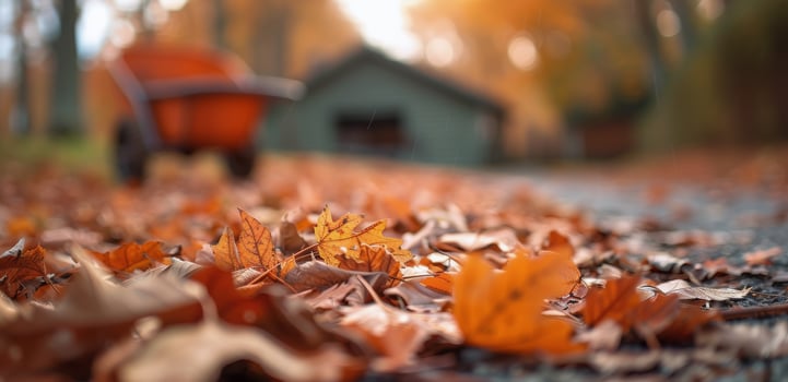 Autumn Leaves on a Fall Day photo
