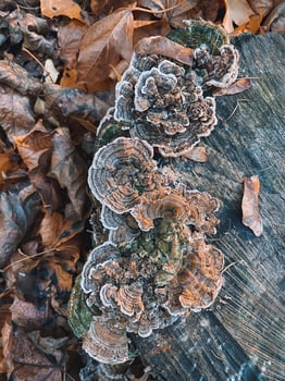 Brown polypore mushrooms or Trametes versicolor or or turkey tail on tree stump, brown maple leaves, top view photo