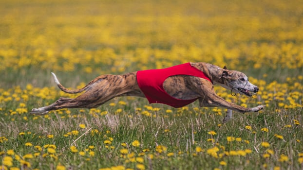 Dog running in green field and chasing lure at full speed on coursing competition straight into camera photo