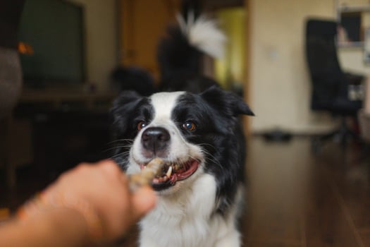 Pet activity. Funny puppy dog border collie holding toy rope in mouth playing at home indoors. Owner hand playing with dog at home. Dog wants to playing with owner. Love for pets friendship companion photo