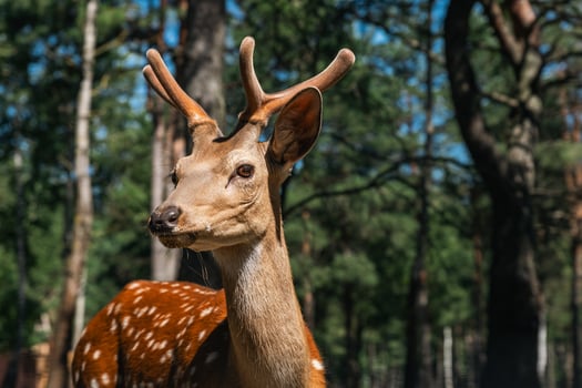 Portrait of a sika deer looking at the camera. Wild animal. The Sika deer also known as the Northern spotted deer or the Japanese deer, is native to much of East Asia. photo