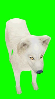 white wolf with green background photo