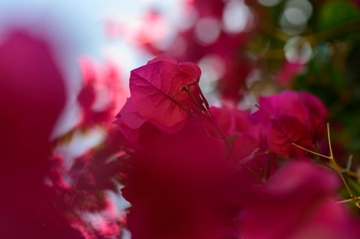 Brilliant bougainvillea flowers basking in sunlight against a blurred green backdrop in a lush garden setting photo