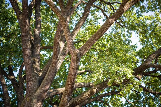 Oak tree branches, canopy bask in sun. Foliage crown supports balance of ecosystem, soil protection photo