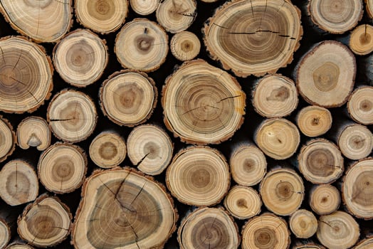 Pile of firewood in a forest. Background of wooden logs stacked in a pile. Wood texture. photo