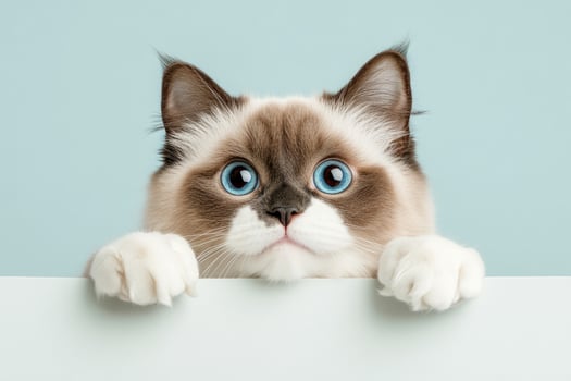 Cat with blue eyes looking over a surface against a blue background photo