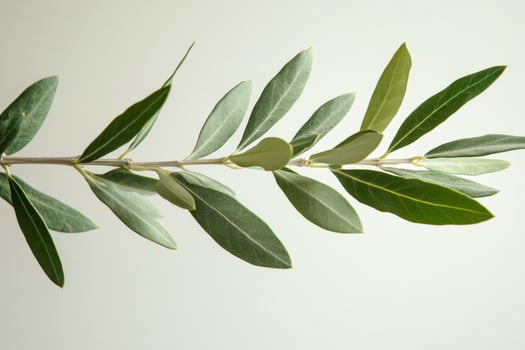 Fresh green bay leaves arranged on a light background showcasing natural textures and hues photo