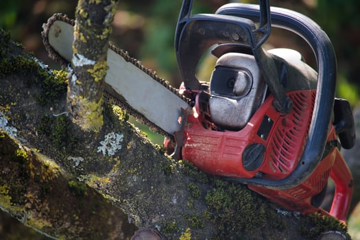 Red chainsaw on a tree branch in a sunny outdoor setting photo