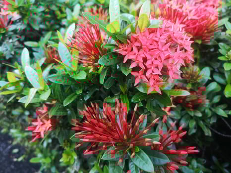 red Ixora flower Blossom bush green tree on nature background photo