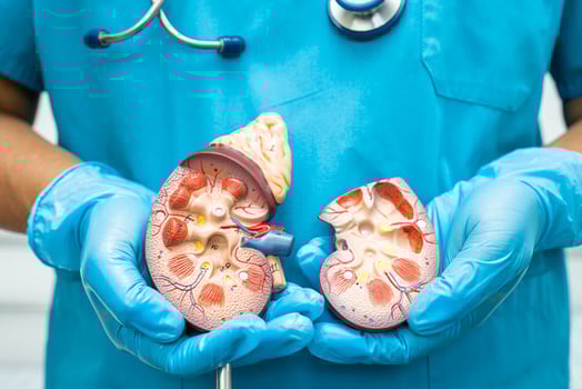Kidney disease, Chronic kidney disease ckd, Doctor hold human model to treat and study in hospital. photo