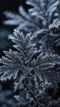 Closeup of frosted branches with delicate ice crystals on coniferous leaves in winter. Macro shot of frozen nature vertical background photo