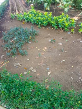 green and fresh plants in the garden photo