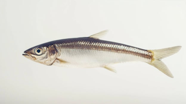 vibrant Herring rests against a white background emphasizing its shiny scales and distinctive shape illustrating the beauty of this fish species. photo