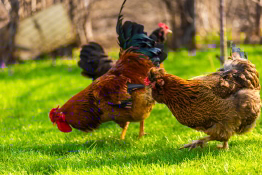Free-Range Chickens are foraging happily in the Green Grass at sunny day photo