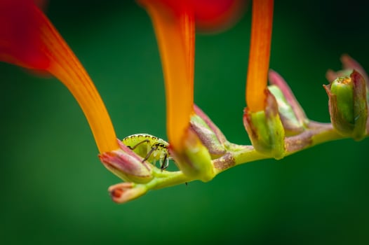 Random green bug sitting away on a orange flower. photo