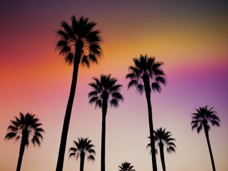 Palm trees silhouetted against a colorful sunset photo