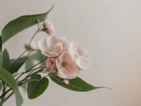A vase with pink flowers and leaves photo