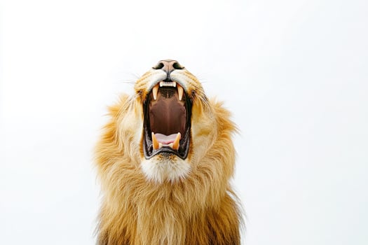 A powerful lion is isolated at the center, its mouth wide open in a roar. The environment is minimalistic, highlighting the lions majestic features and intense expression. photo