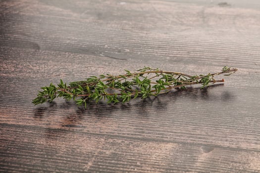Thyme - aromatic seasoning herbal plant photo