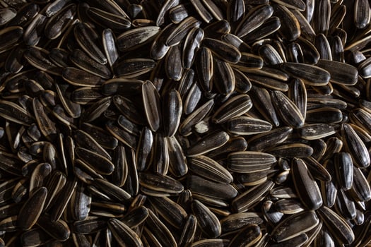 Non Salty Roasted Sunflower Seeds in Shell. A Culinary Canvas of Sunflower Kernels, Creating a Lively and Textured Background for Gourmet Cooking. Scattered Sun Flower Seeds - Top View, Flat Lay photo