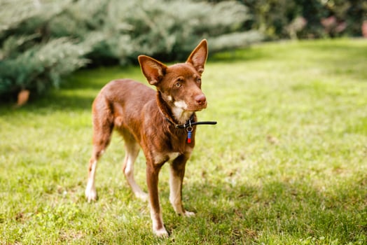 Australian Kelpie puppy outside in the yard on the green lawn photo
