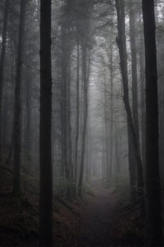 A path through a forest with trees and fog photo