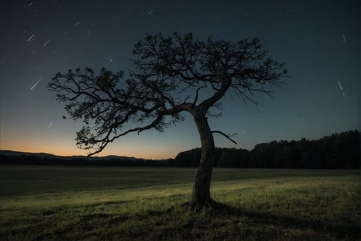 A lone tree stands in a field at night photo