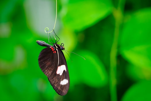 A black and white butterfly with red accents is hanging on a thin branch. The background is a lush green blur. The butterfly is in focus and looks very delicate and graceful. photo