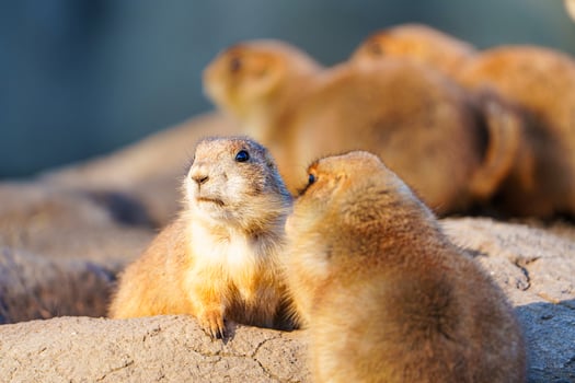 A group of prairie dogs on a rock in sunlight, gazing into the distance. They vary in size and age, creating a lively scene against a blurred brown and green background. photo