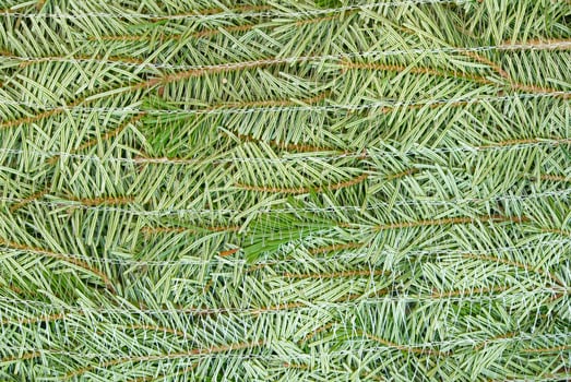 A close-up of natural christmas tree branches with green needles. The branches are horizontal, making this image perfect for backgrounds or textures in various design projects. photo