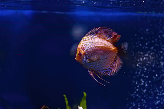 Underwater shot of Symphysodon fish photo