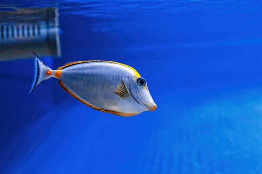 Underwater shot of fish Acanthurus mata photo