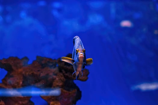 Underwater shot of fish Pomacanthus semicirculatus photo