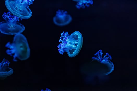 underwater shooting of beautiful Cotylorhiza tuberculata photo